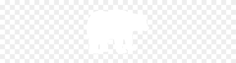 Polar Bear, Animal, Mammal, Wildlife, Black Bear Png Image