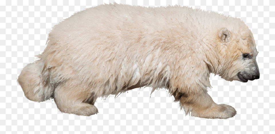 Polar Bear, Animal, Mammal, Wildlife, Polar Bear Free Png Download