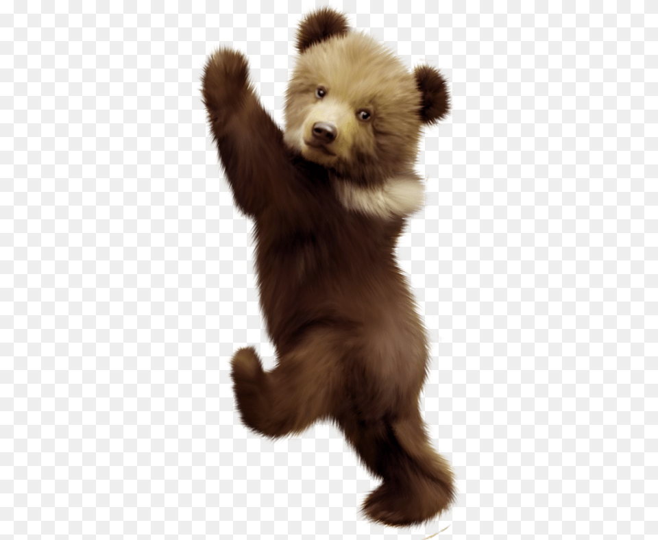 Polar Bear American Black Bear Bear Cub Portable Network, Animal, Canine, Dog, Mammal Free Png