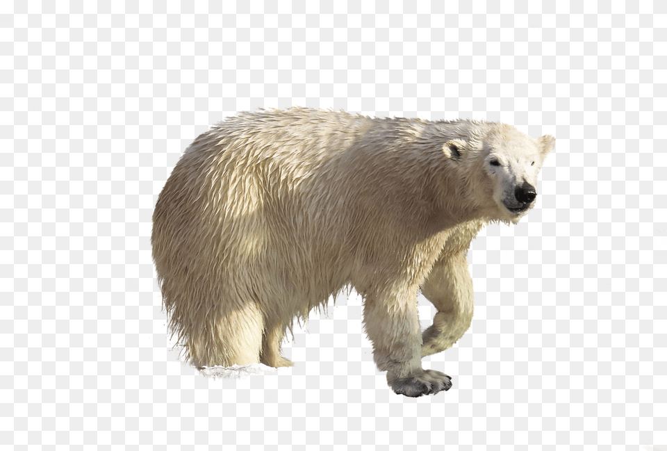 Polar Bear Animal Climate Image On Pixabay Grizzly Bear, Mammal, Wildlife, Polar Bear Free Png Download