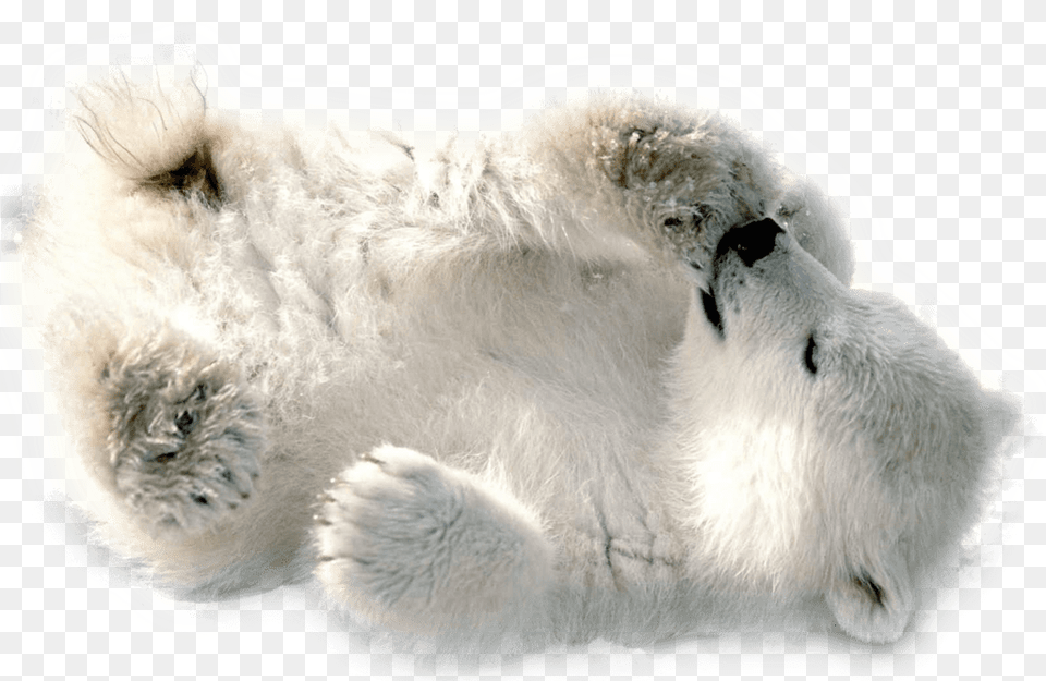Polar Bear Baby Playing Baby Polar Bear Wallpaper Hd, Animal, Mammal, Wildlife, Polar Bear Free Png