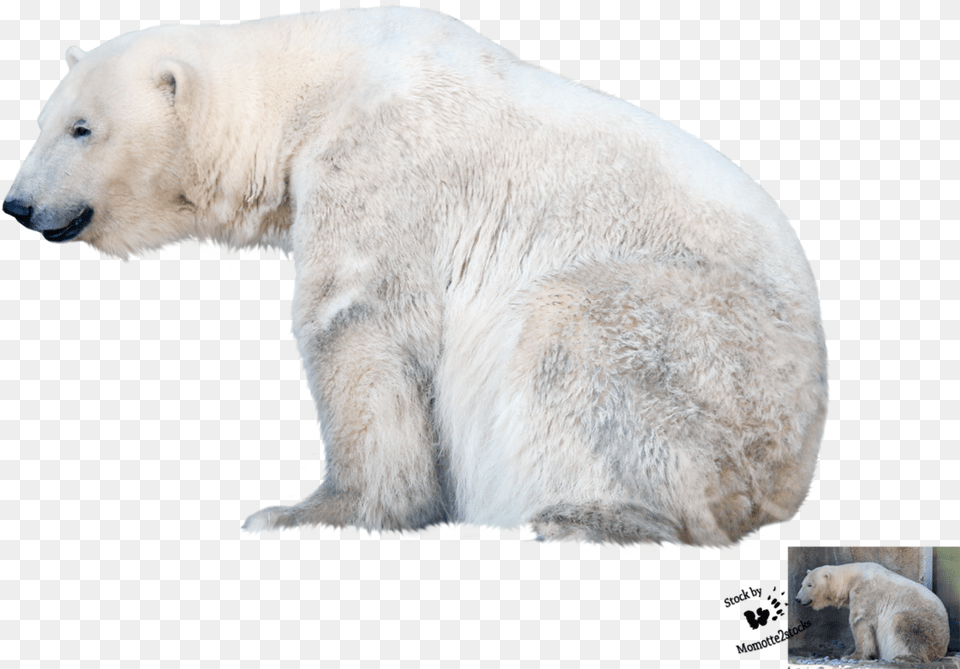 Polar Bear Background, Animal, Mammal, Wildlife, Polar Bear Free Png Download