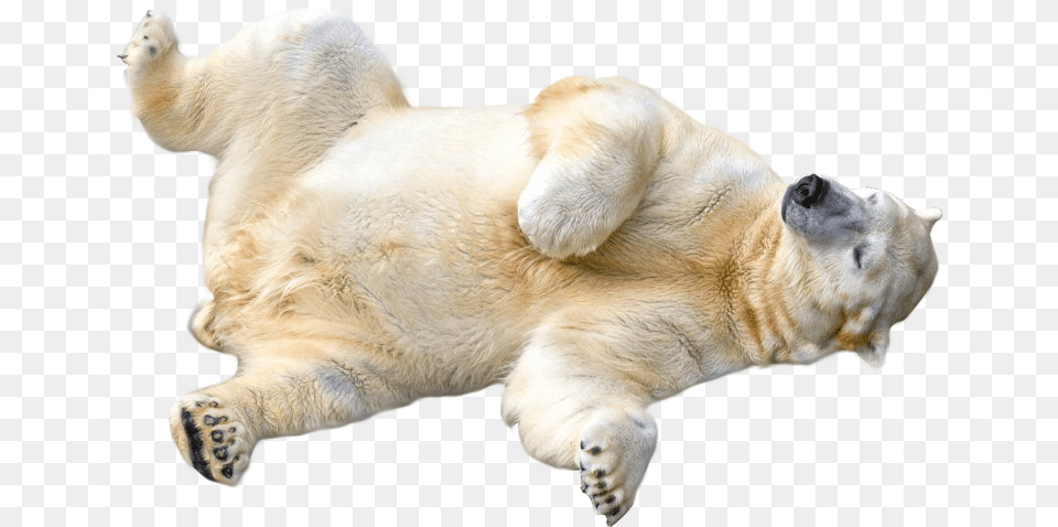 Polar Bear Background, Animal, Mammal, Wildlife, Polar Bear Png Image