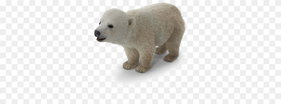Polar Bear Background Polar Bear, Animal, Mammal, Wildlife, Polar Bear Free Transparent Png