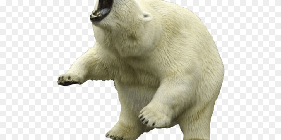 Polar Bear Blank Background, Animal, Mammal, Wildlife, Polar Bear Png