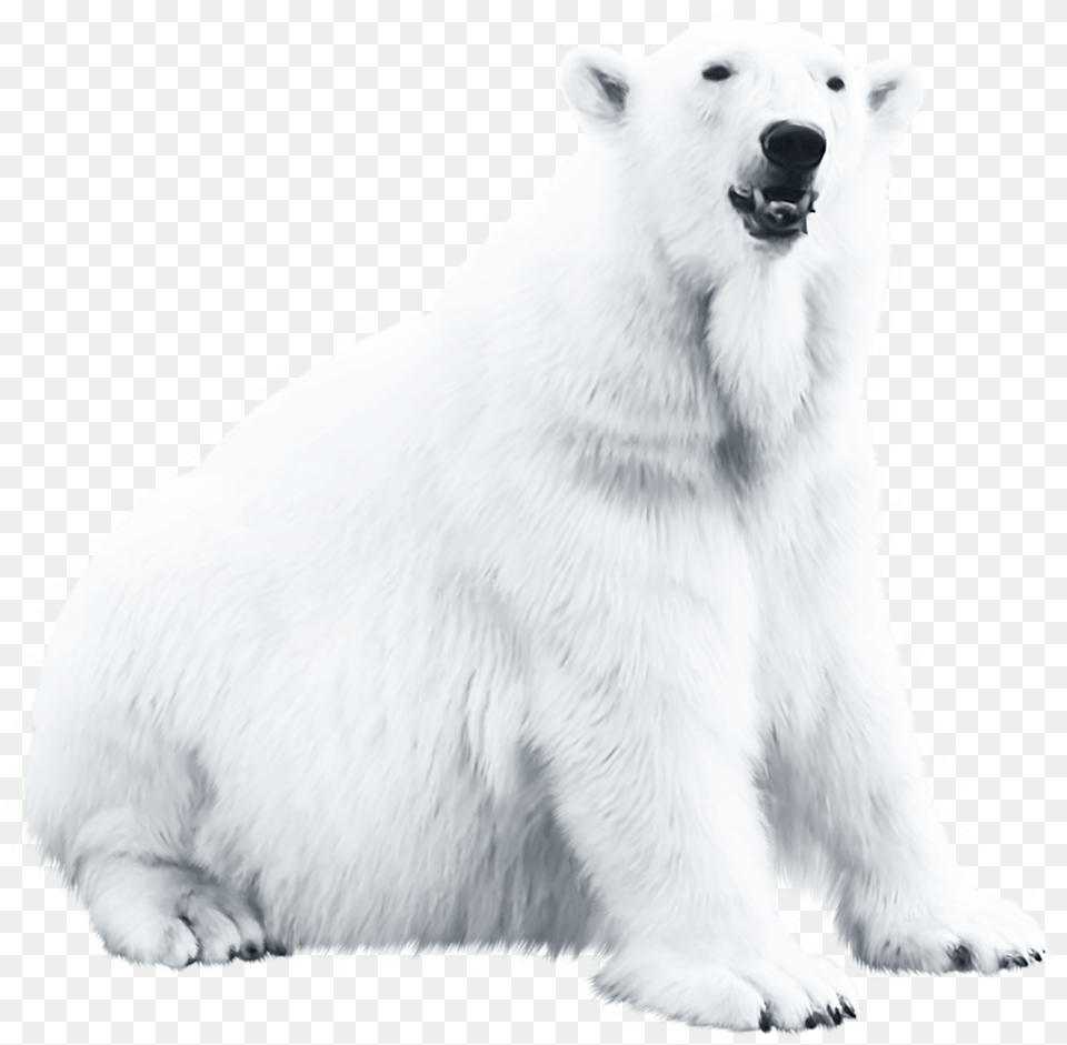Polar Bear Blog Polar Bear, Animal, Mammal, Wildlife, Polar Bear Free Transparent Png