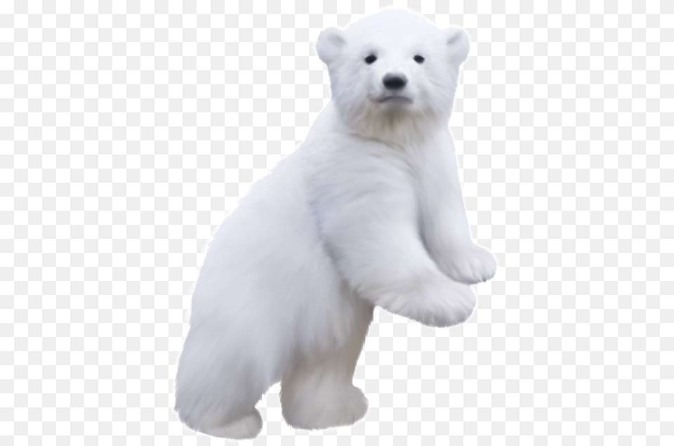 Polar Bear Clip Art Baby Polar Bear, Animal, Canine, Dog, Mammal Free Transparent Png