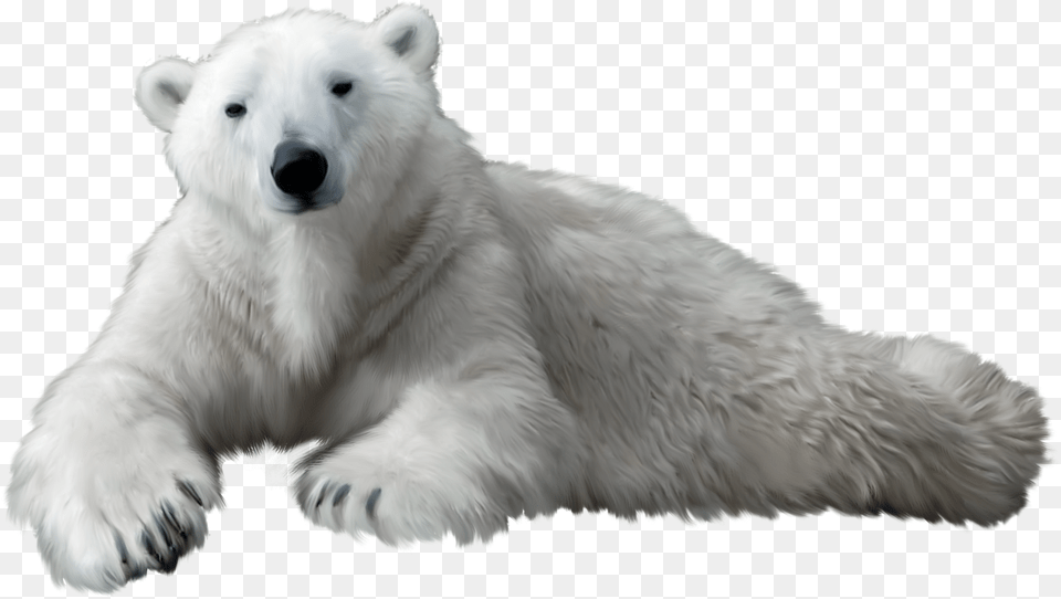 Polar Bear Clip Art Polar Bear Background, Animal, Mammal, Wildlife, Canine Free Transparent Png
