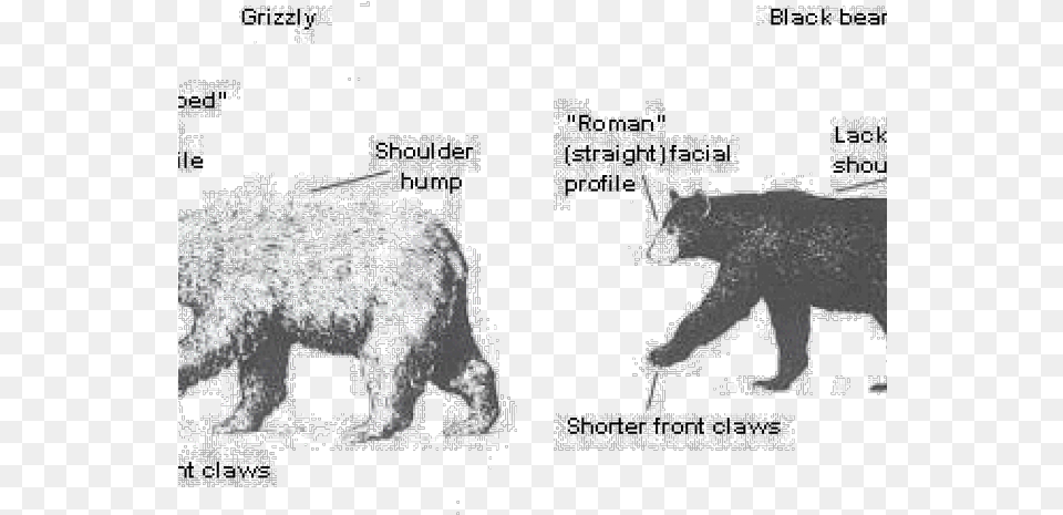 Polar Bear Clipart Brown Bear Bear, Animal, Mammal, Wildlife, Black Bear Free Transparent Png