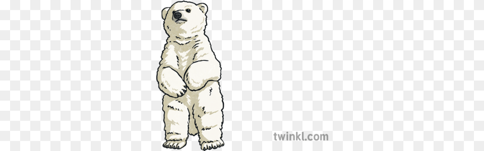 Polar Bear Cub Standing Animal Ice Fishing Inuit Arctic Snow Animal Figure, Mammal, Wildlife, Polar Bear Free Png