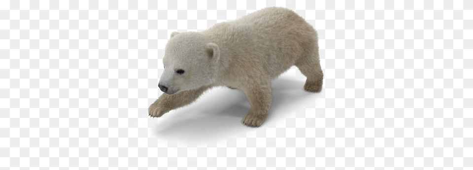 Polar Bear Download Image Baby Polar Bear, Animal, Mammal, Wildlife, Polar Bear Free Png