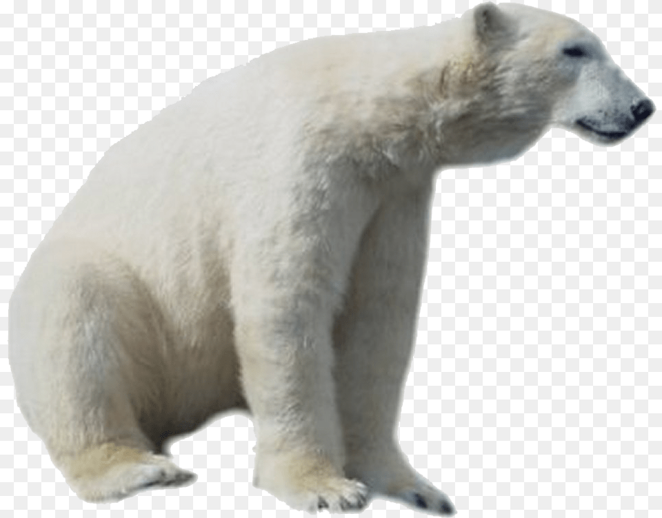 Polar Bear Hd Polar Bear, Animal, Mammal, Wildlife, Polar Bear Png
