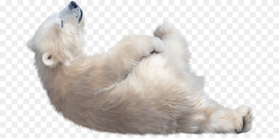 Polar Bear Image File Polar Bear, Animal, Bird, Chicken, Fowl Free Transparent Png