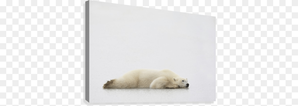 Polar Bear Laying Down Canvas Print Polar Bear, Animal, Mammal, Wildlife, Polar Bear Free Png