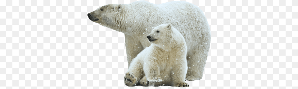 Polar Bear Mother And Son, Animal, Mammal, Wildlife, Polar Bear Png