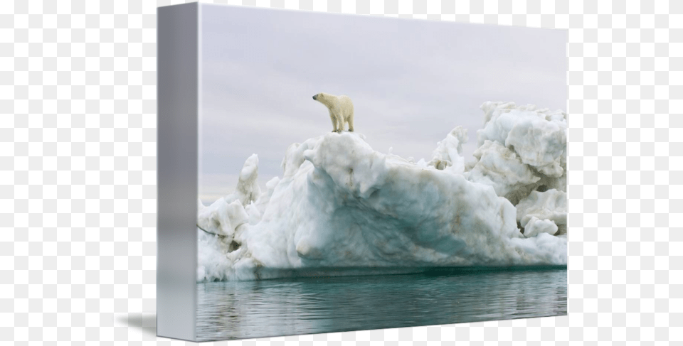 Polar Bear On Iceberg, Animal, Mammal, Wildlife, Polar Bear Free Png Download