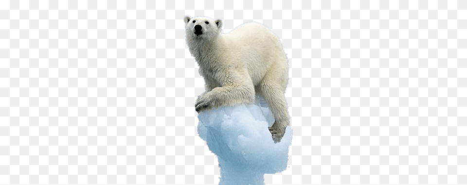 Polar Bear On Melting Iceberg, Animal, Mammal, Wildlife, Polar Bear Png