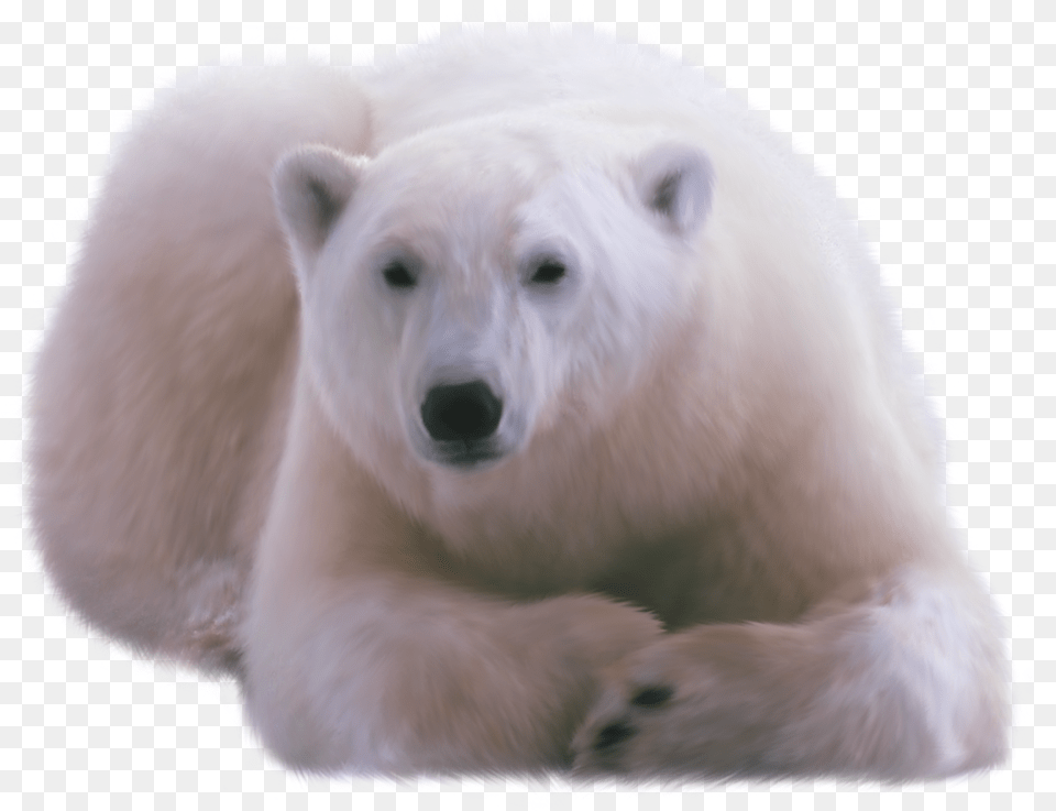 Polar Bear Orso Polare, Animal, Canine, Dog, Mammal Free Transparent Png
