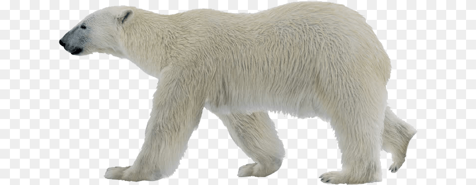 Polar Bear Photo Polar Bear, Animal, Mammal, Wildlife, Polar Bear Free Transparent Png