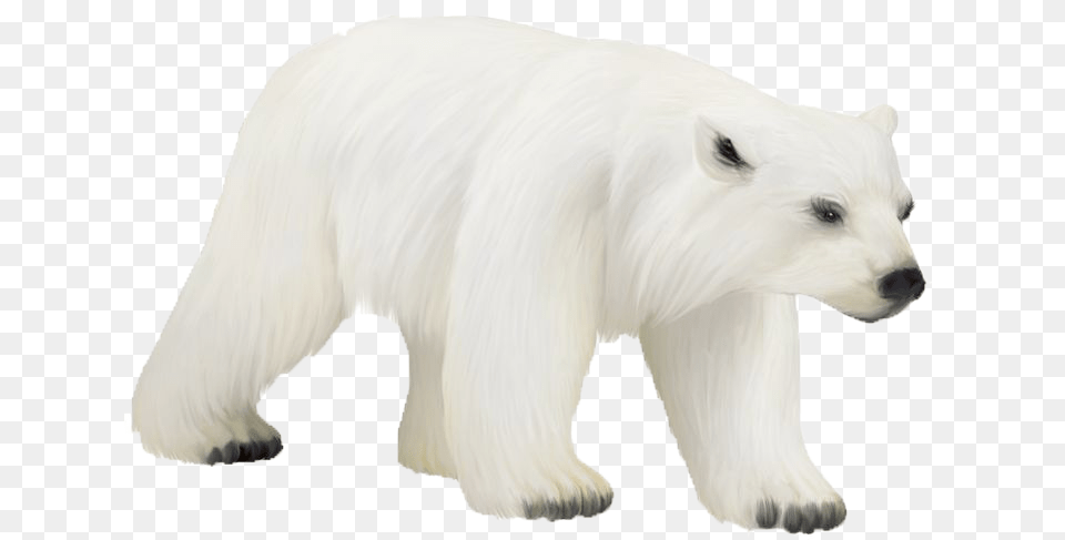 Polar Bear Photos, Animal, Canine, Dog, Mammal Png Image