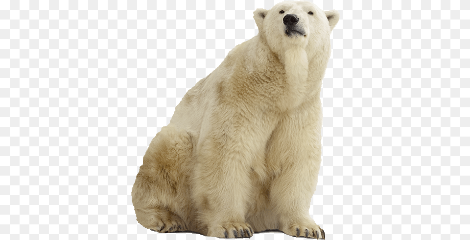 Polar Bear Pic Stock Photography, Animal, Mammal, Wildlife, Polar Bear Free Png Download