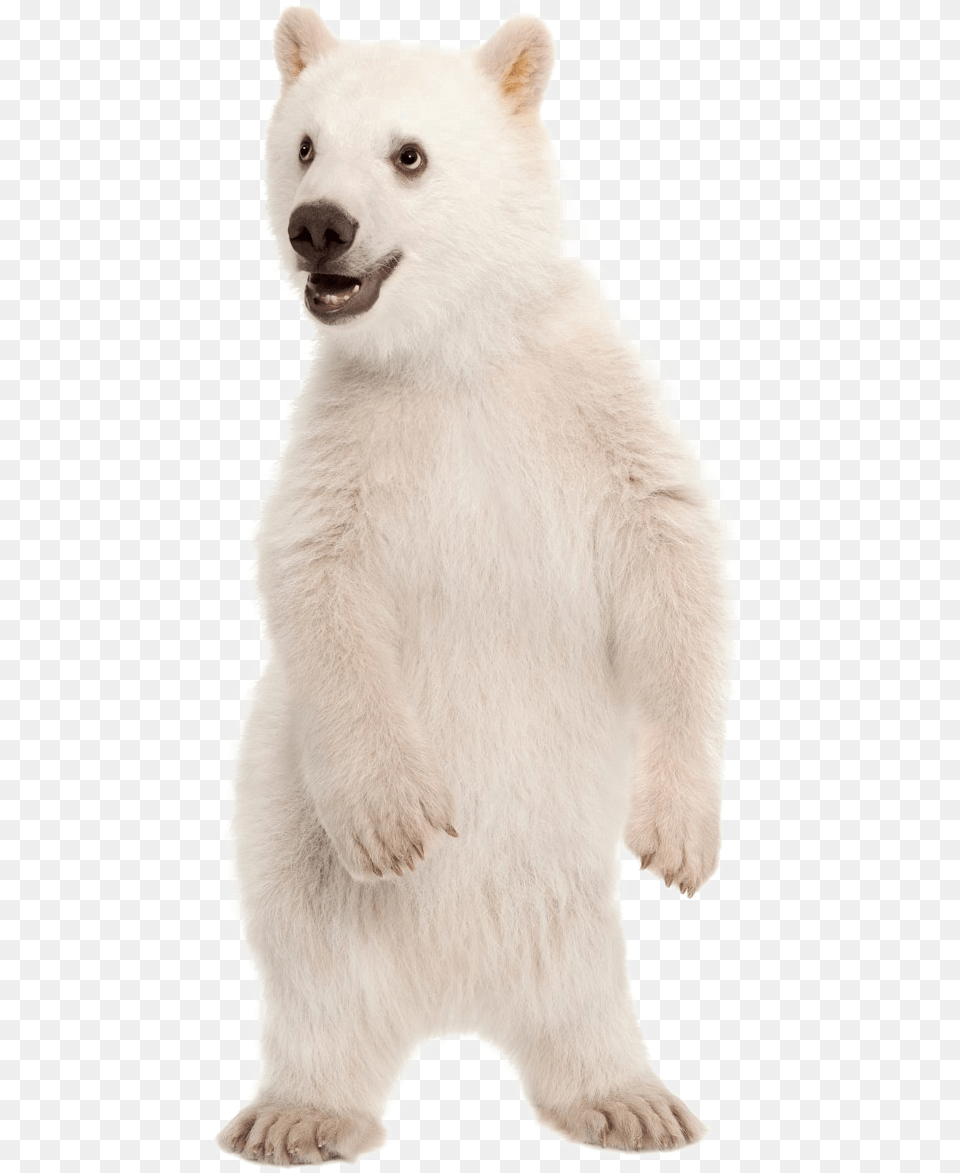 Polar Bear Polar Bear Cub Transparent, Animal, Mammal, Wildlife, Polar Bear Png