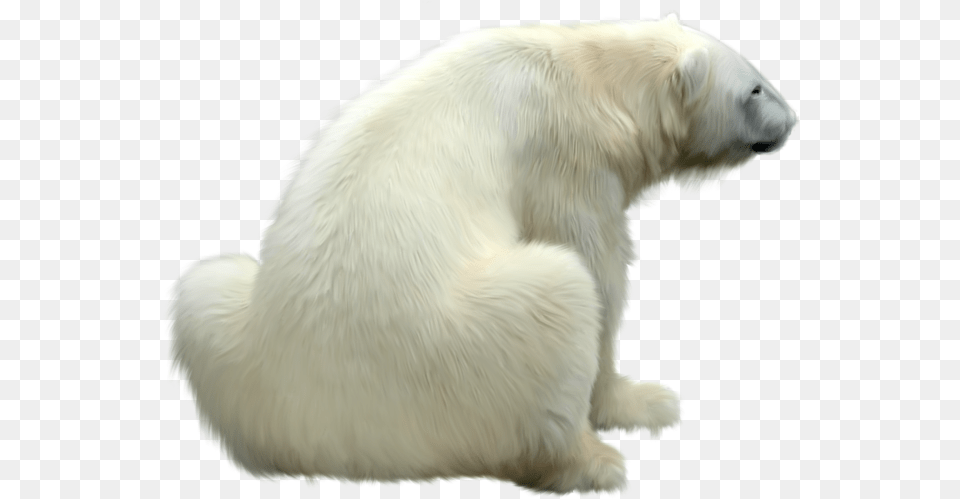 Polar Bear Polar Bear Fur, Animal, Bird, Mammal, Wildlife Png Image