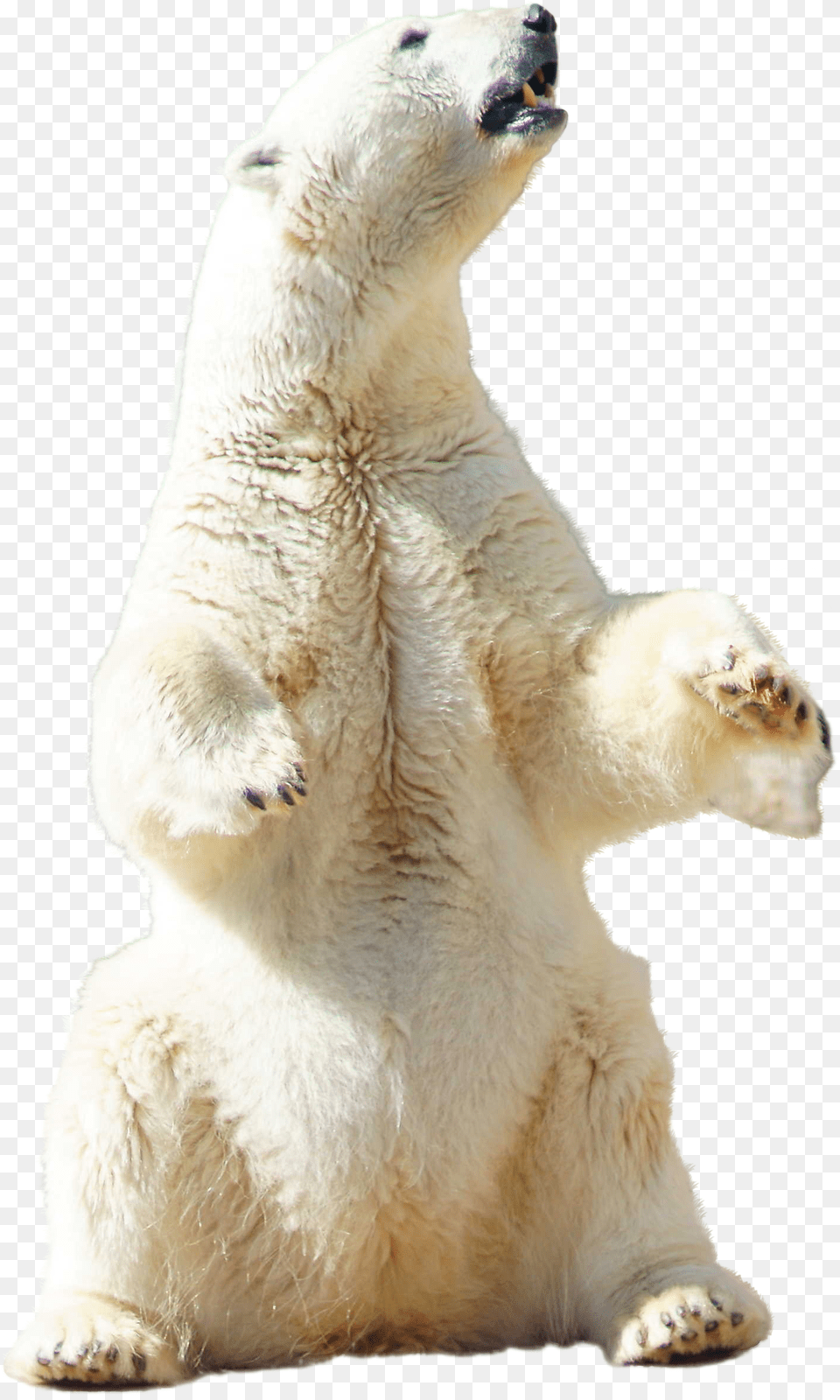 Polar Bear Sitting Polar Bear Standing Transparent, Animal, Mammal, Wildlife, Polar Bear Free Png Download