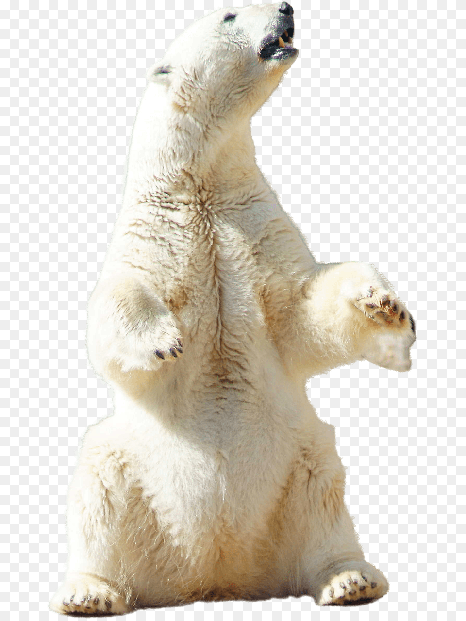 Polar Bear Sitting Standing Polar Bear, Animal, Mammal, Wildlife, Polar Bear Free Png Download