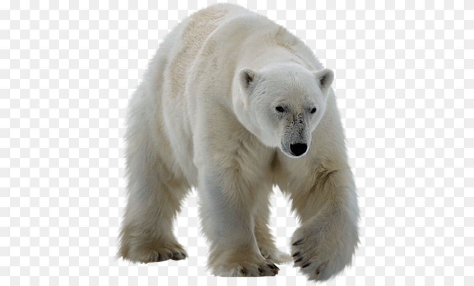 Polar Bear Background, Animal, Mammal, Wildlife, Polar Bear Free Transparent Png