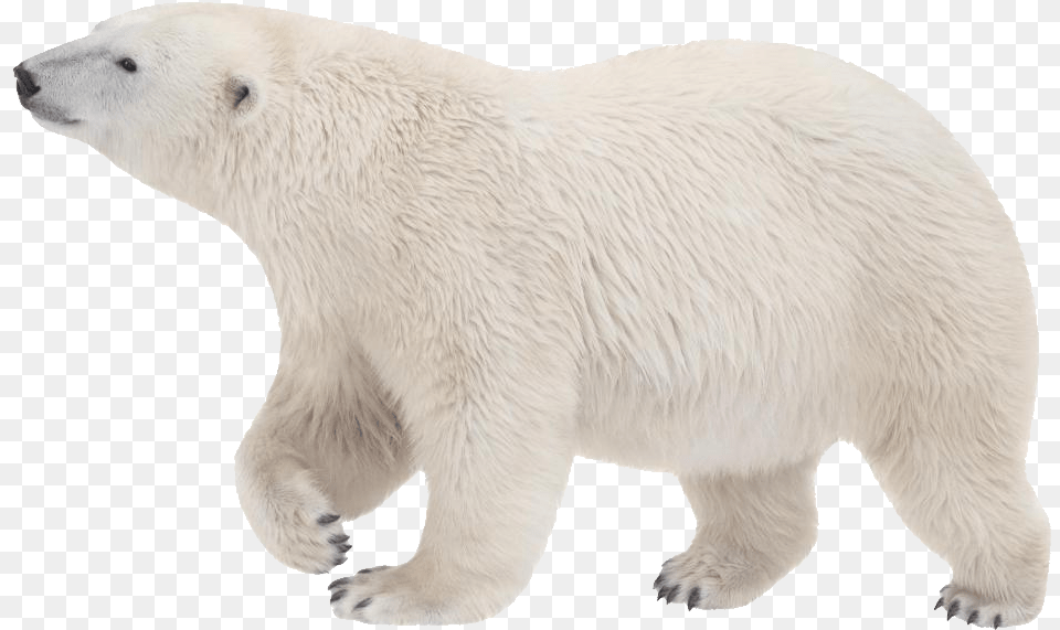 Polar Bear Transparent Background, Animal, Mammal, Wildlife, Polar Bear Png Image
