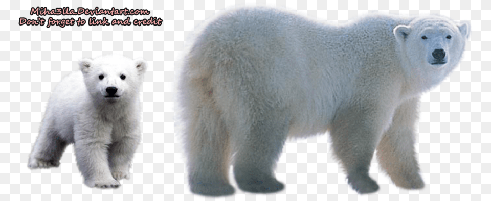 Polar Bear Transparent Background Transparent Background Polar Bear, Animal, Mammal, Wildlife, Polar Bear Free Png