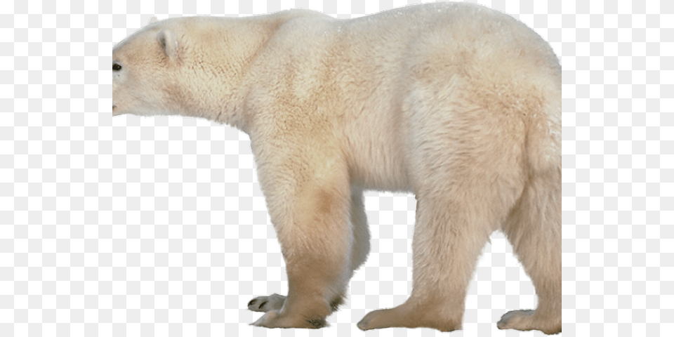 Polar Bear Transparent Images Polar Bear No Background, Animal, Mammal, Wildlife, Polar Bear Png Image
