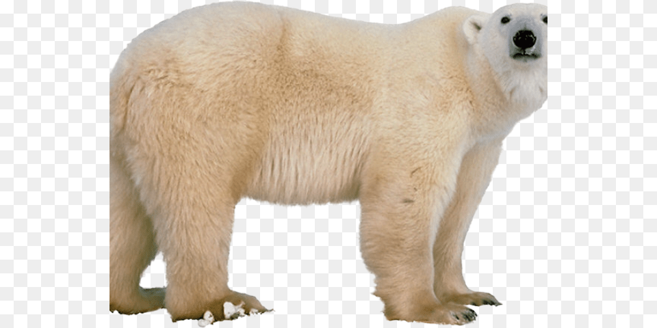 Polar Bear Transparent Images Polar Bear White Background, Animal, Mammal, Wildlife, Polar Bear Free Png