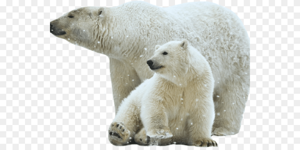 Polar Bear Transparent Transparent Polar Bear, Animal, Mammal, Wildlife, Polar Bear Free Png