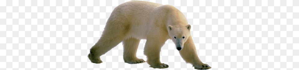 Polar Bear Walking, Animal, Mammal, Wildlife, Polar Bear Free Png Download