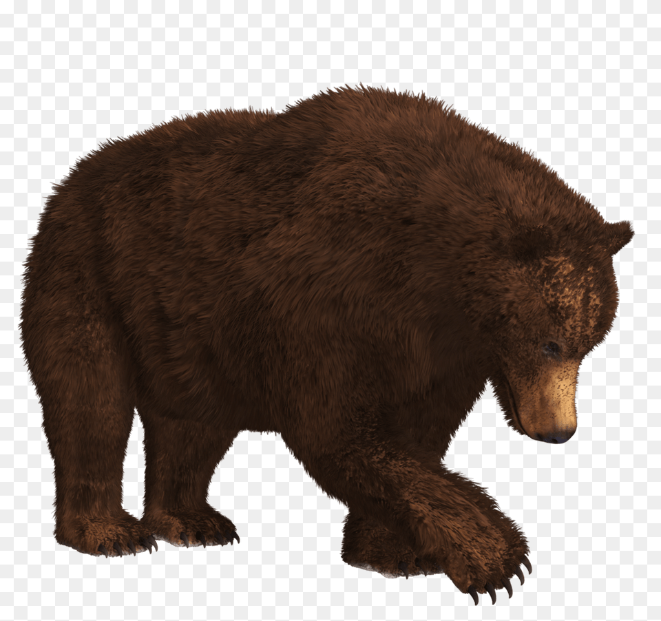 Polar Bear Walking Transparent, Animal, Mammal, Wildlife, Brown Bear Png Image