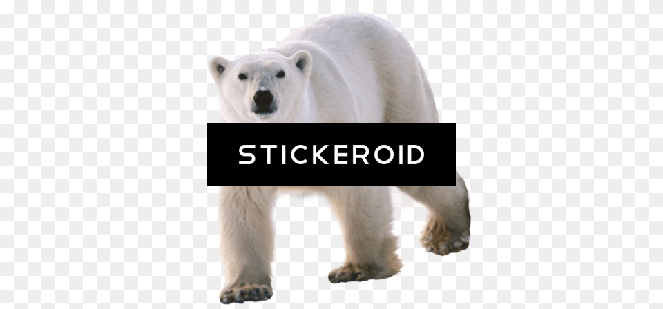 Polar White Bear, Animal, Mammal, Wildlife, Polar Bear Free Png