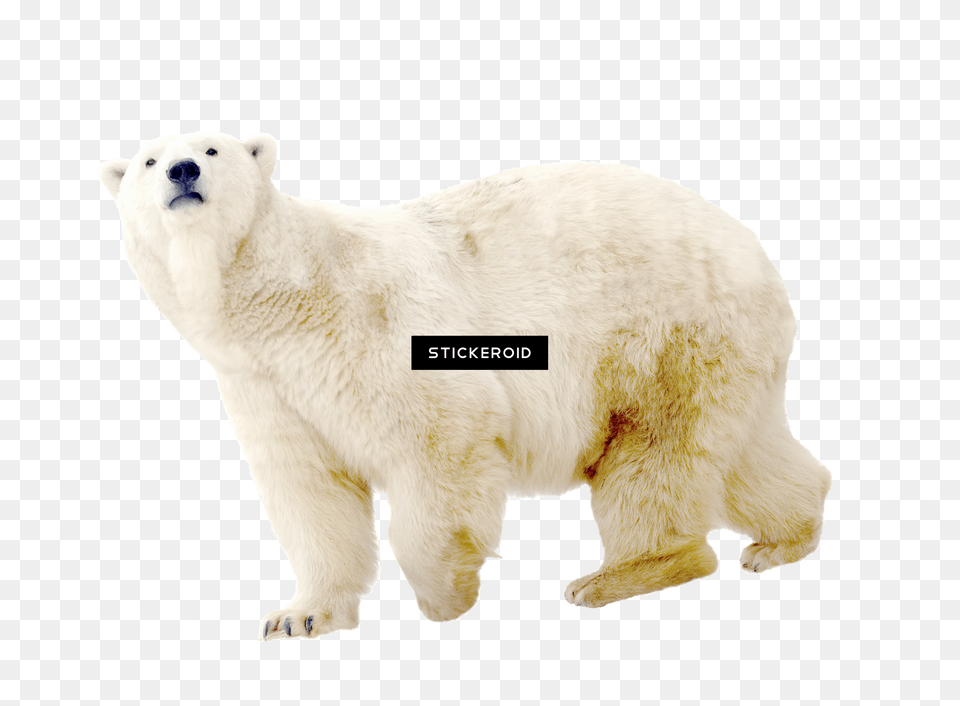Polar White Bear Polar Bear, Animal, Mammal, Wildlife, Polar Bear Png