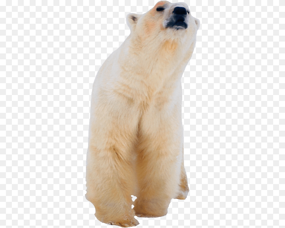 Polar White Bear Polar Bear, Animal, Mammal, Wildlife, Polar Bear Free Png Download