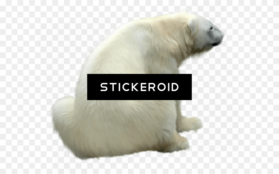 Polar White Bear Polar Bear, Animal, Bird, Mammal, Wildlife Free Png
