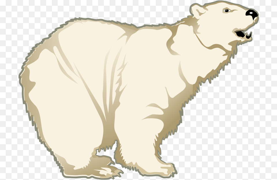 Polar White Bear Polar Bear, Animal, Mammal, Wildlife, Polar Bear Png