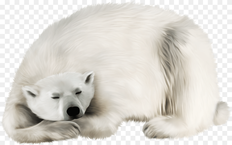 Polar White Bear Polar Bear Fur Clipart, Animal, Canine, Dog, Mammal Free Png