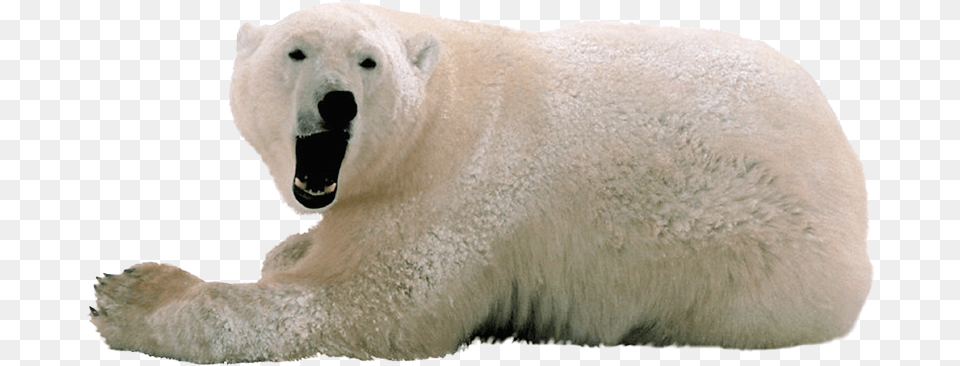 Polar White Bear Polar Bear Transparent Background, Animal, Mammal, Wildlife, Polar Bear Png