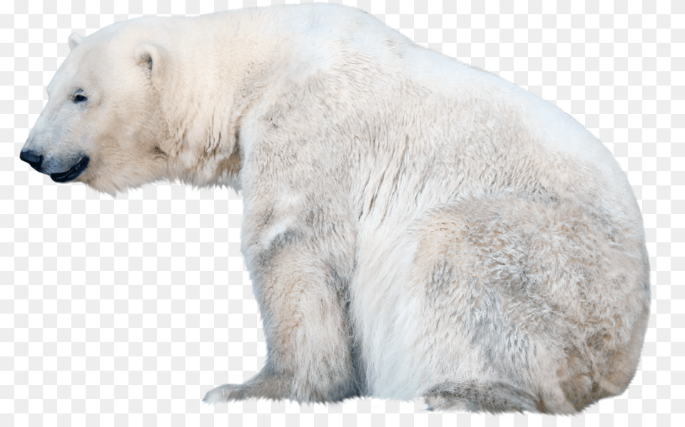 Polar White Bear Polar Bear Transparent Free, Animal, Mammal, Wildlife, Polar Bear Png Image
