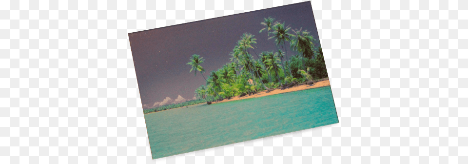 Polarized Sunglasses Test Image Download, Beach, Vegetation, Tropical, Tree Free Png