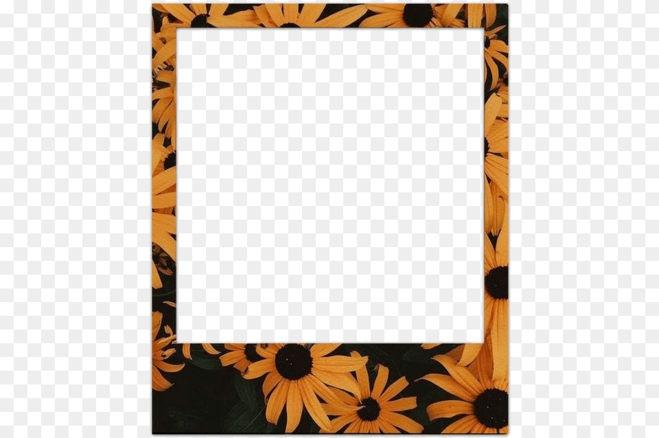 Polaroid Frame Hd, Daisy, Flower, Petal, Plant Png