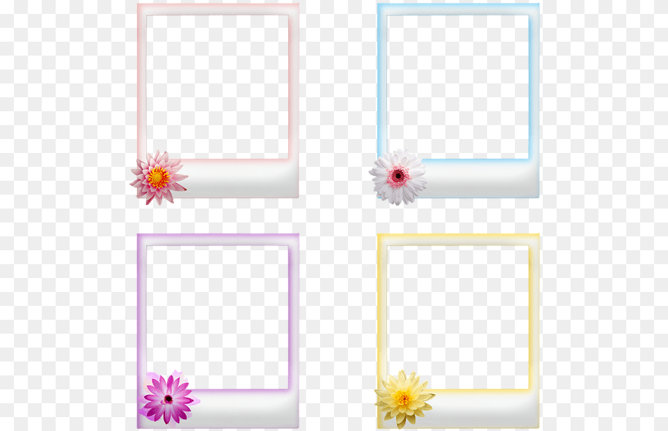 Polaroid Frames Flowers Frame Bingkai Polaroid, Dahlia, Flower, Plant, Daisy Free Transparent Png