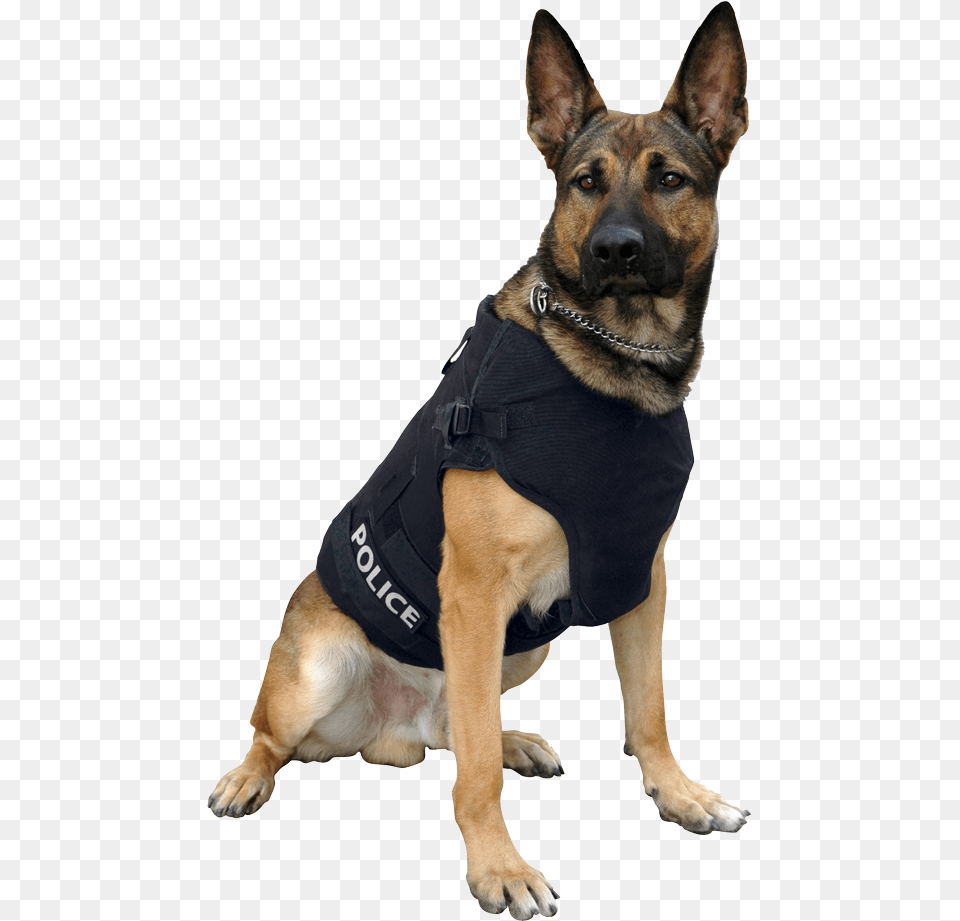 Police Dog Transparent Background, Animal, Canine, Mammal, Pet Free Png