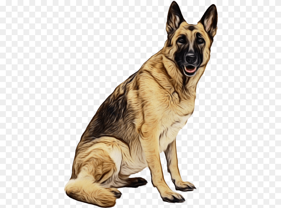 Police German Shepherd Dog German Shephers, Animal, Canine, German Shepherd, Mammal Free Transparent Png